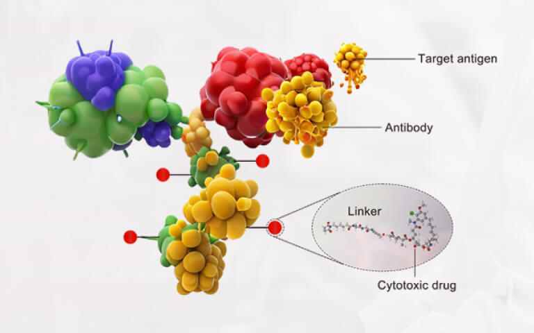 Beyond Expression: Functional Biology in ADC Target Evaluation